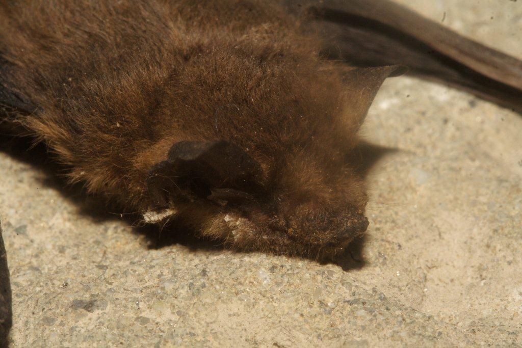 Pipistrellus sp.